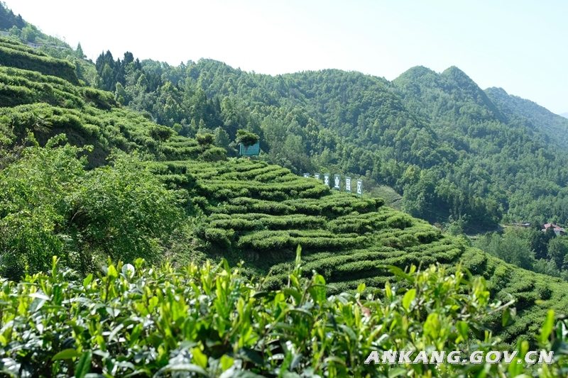 陕西省紫阳县和平茶厂有限公司