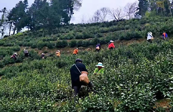 紫阳戈润种植农民专业合作社