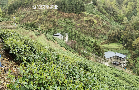 茶叶园区