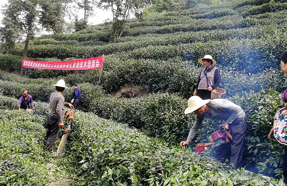 茶园管护照片