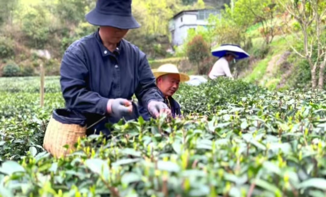 紫阳县悦源种植专业合作社