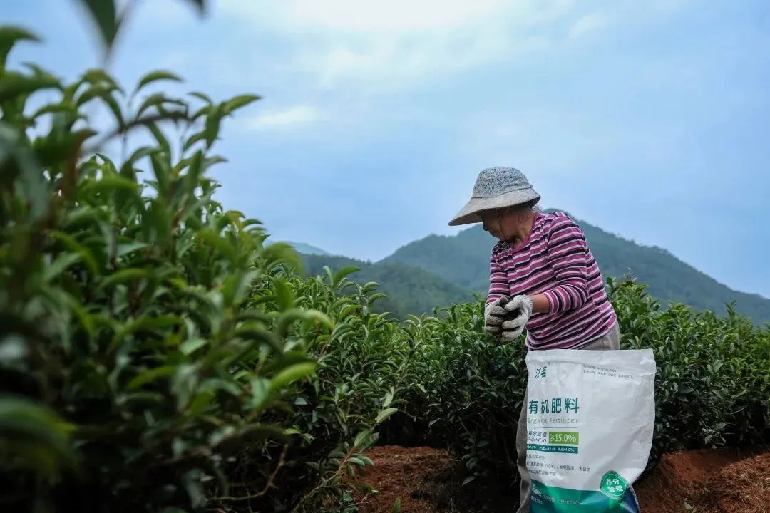 入伏！茶园该如何应对这炎炎夏日？