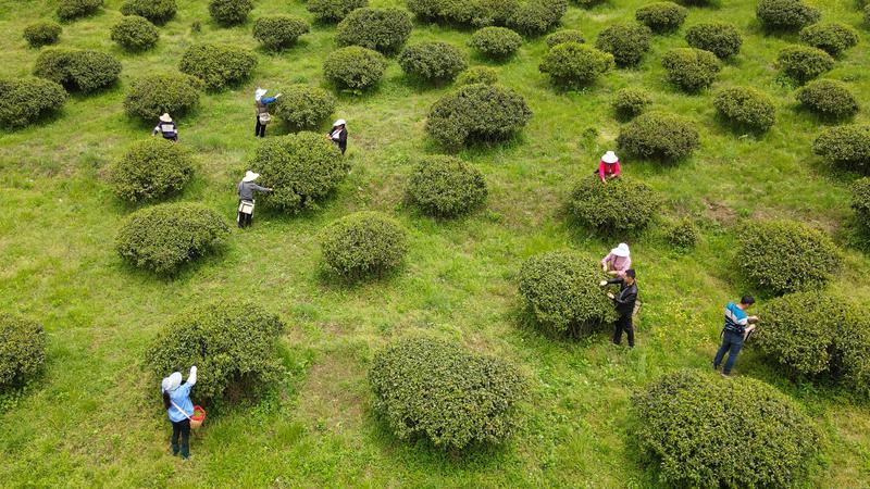 近600亩！紫阳发掘保护安康市最大面积古茶树群落